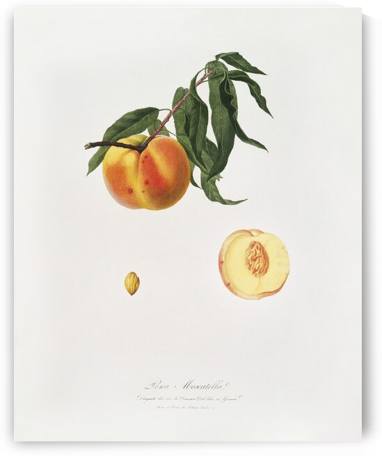 Peach Prunus persica from Pomona Italiana 1817 - 1839 by Giorgio Gallesio 1772-1839.  by IStockHistory com