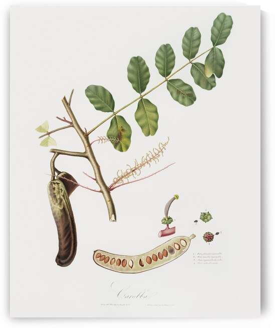 Carob Ceratonia from Pomona Italiana 1817 - 1839 by Giorgio Gallesio 1772-1839.  by IStockHistory com