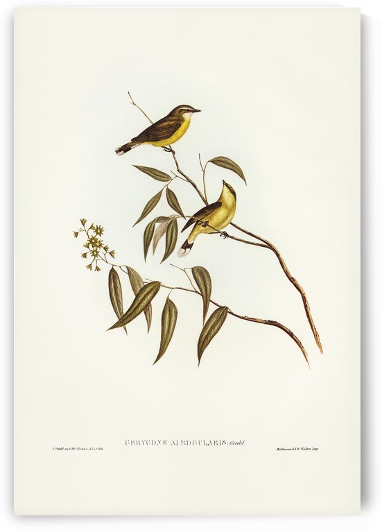 Halcyon sordid Sordid Halcyon illustrated by Elizabeth Gould 1804–1841 for John Gould’s 1804-1881 Birds of Australia  by IStockHistory com