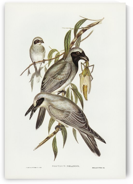 Black-faced cuckooshrike Graucalus melanops illustrated by Elizabeth Gould 1804–1841 for John Gould’s 1804-1881 Birds of Australia  by IStockHistory com