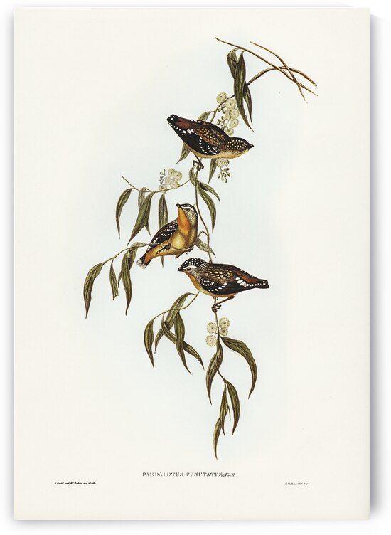 Spotted Pardalote Pardalotus punctatus illustrated by Elizabeth Gould 1804–1841 for John Gould’s 1804-1881 Birds of Australia  by IStockHistory com