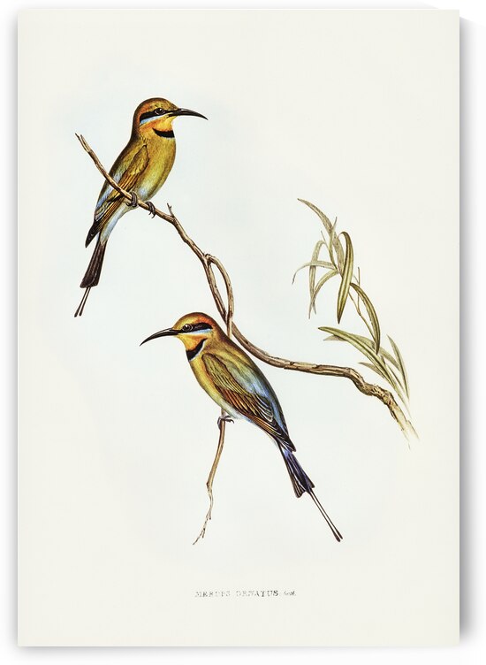 Australian Bee-eater Merops ornatus illustrated by Elizabeth Gould 1804–1841 for John Gould’s 1804-1881 Birds of Australia  by IStockHistory com