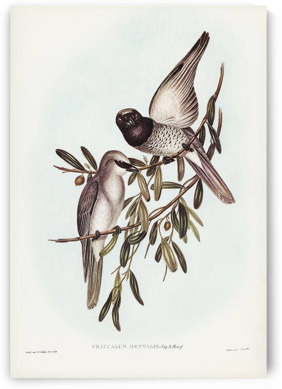 Varied Graucalus Graucalus mentalis illustrated by Elizabeth Gould 1804–1841 for John Gould’s 1804-1881 Birds of Australia  by IStockHistory com