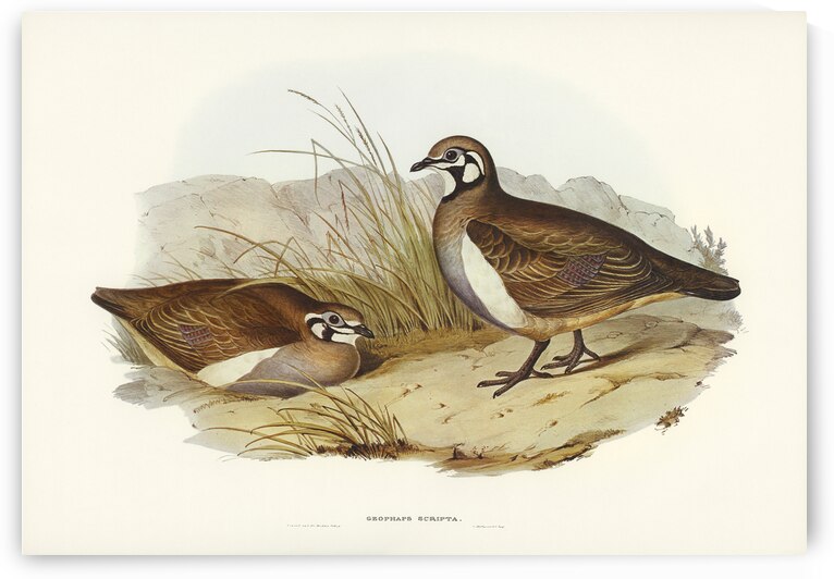 Partridge Bronze-wing Geophaps scripta illustrated by Elizabeth Gould 1804–1841 for John Gould’s 1804-1881 Birds of Australia  by IStockHistory com