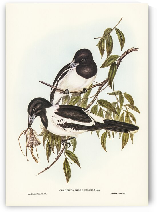 Black-throated Crow-Shrike Cracticus nigrogularisillustrated by Elizabeth Gould 1804–1841 for John Gould’s 1804-1881 Birds of Australia  by IStockHistory com