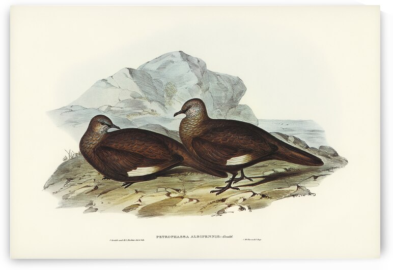 White-quilled Rock Dove Petrophassa albipennis illustrated by Elizabeth Gould 1804–1841 for John Gould’s 1804-1881 Birds of Australia  by IStockHistory com