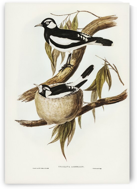 Pied Grallina Crallina Australis illustrated by Elizabeth Gould 1804–1841 for John Gould’s 1804-1881 Birds of Australia  by IStockHistory com