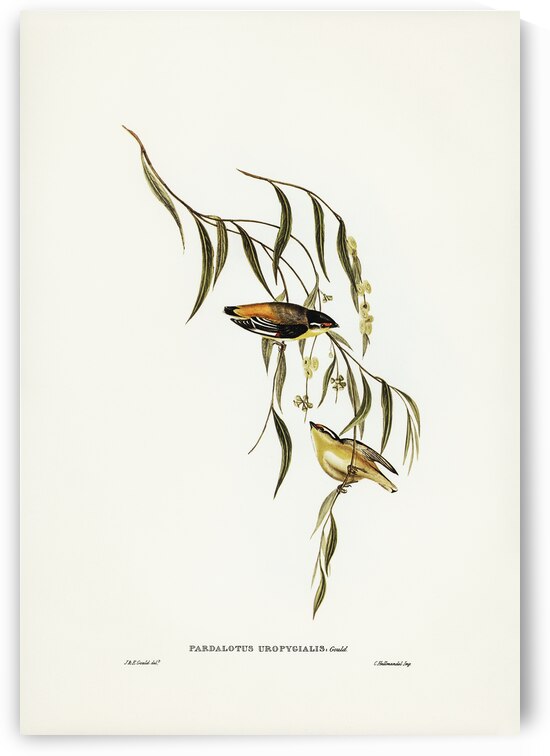 Yellow-rumped Pardalote Pardalotus uropygialis illustrated by Elizabeth Gould 1804–1841 for John Gould’s 1804-1881 Birds of Australia  by IStockHistory com