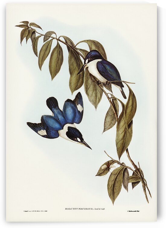 MacLeay’s Halcyon Halcyon MacLeayii illustrated by Elizabeth Gould 1804–1841 for John Gould’s 1804-1881 Birds of Australia  by IStockHistory com