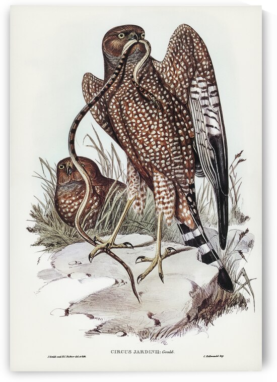 John Gould Birds of Australia 083 by IStockHistory com