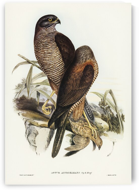 Australian Goshawk Astur approximans illustrated by Elizabeth Gould 1804–1841 for John Gould’s 1804-1881 Birds of Australia  by IStockHistory com