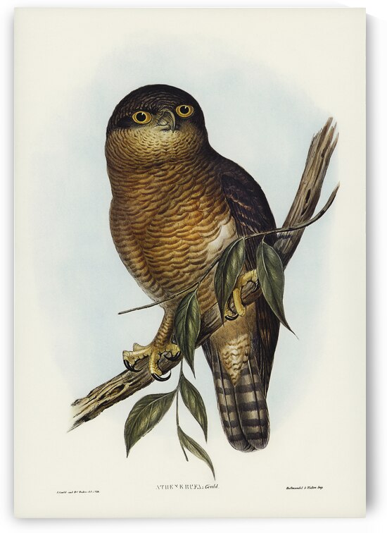 Rufous Owl Athene rufa illustrated by Elizabeth Gould 1804–1841 for John Gould’s 1804-1881 Birds of Australia  by IStockHistory com