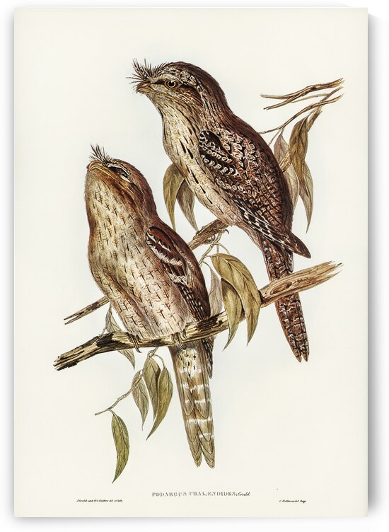 Podargus Phalaenoides and Moth-plumaged Podargus Gould Iillustrated by Elizabeth Gould 1804–1841 for John Gould’s 1804-1881 Birds of Australia  by IStockHistory com