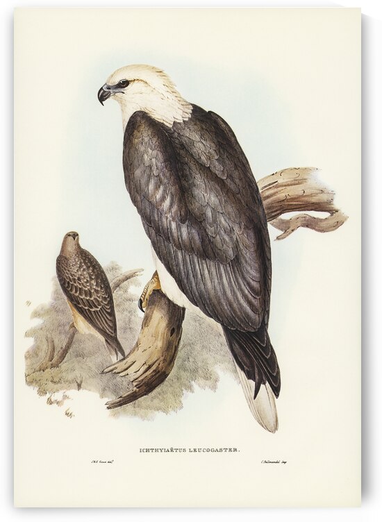 White-bellied Sea Eagle Ichthyiaetus leucosternus illustrated by Elizabeth Gould 1804–1841 for John Gould’s 1804-1881 Birds of Australia  by IStockHistory com