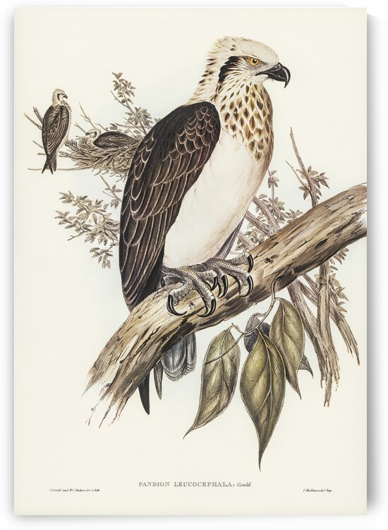 White-headed Osprey Pandion leucocephalus illustrated by Elizabeth Gould 1804–1841 for John Gould’s 1804-1881 Birds of Australia  by IStockHistory com
