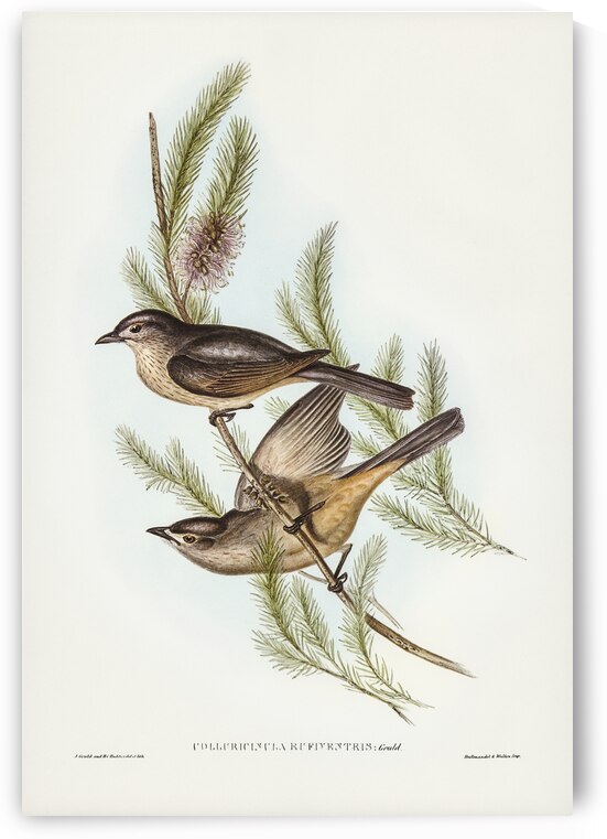 Buff-bellied shrike-thrush Colluricincla rufiventris illustrated by Elizabeth Gould 1804–1841 for John Gould’s 1804-1881 Birds of Australia  by IStockHistory com