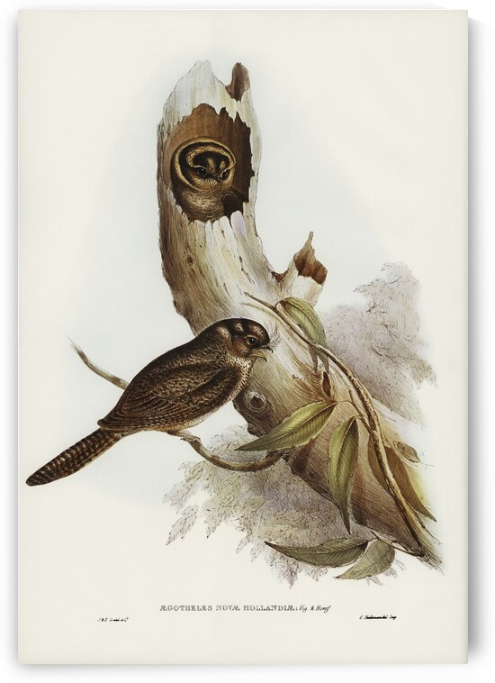 Owlet Nightjar Aegotheles nova-hollandie illustrated by Elizabeth Gould 1804–1841 for John Gould’s 1804-1881 Birds of Australia  by IStockHistory com