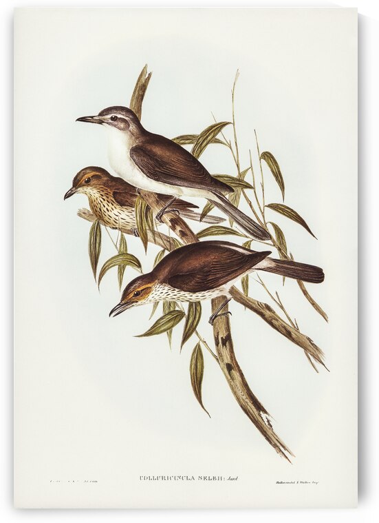 Selby’s Colluricincla Colluricincla Selbii illustrated by Elizabeth Gould 1804–1841 for John Gould’s 1804-1881 Birds of Australia  by IStockHistory com