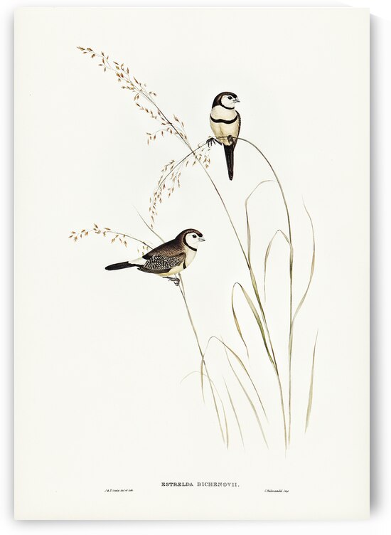 Bicheno’s Finch Estrelda Bichenovii illustrated by Elizabeth Gould 1804–1841 for John Gould’s 1804-1881 Birds of Australia  by IStockHistory com