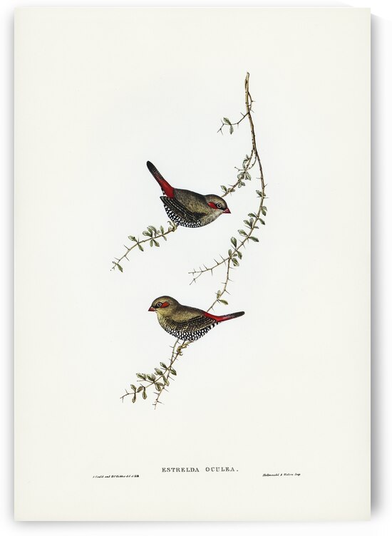 Red-eared Finch Estrelda oculea illustrated by Elizabeth Gould 1804–1841 for John Gould’s 1804-1881 Birds of Australia  by IStockHistory com
