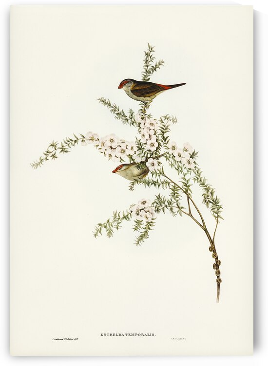 Red-eyebrowed Finch Estrelda temporalis  illustrated by Elizabeth Gould 1804–1841 for John Gould’s 1804-1881 Birds of Australia  by IStockHistory com