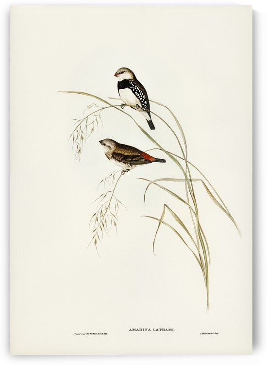Spotted-sided Finch Amadina Lathamii illustrated by Elizabeth Gould 1804–1841 for John Gould’s 1804-1881 Birds of Australia  by IStockHistory com