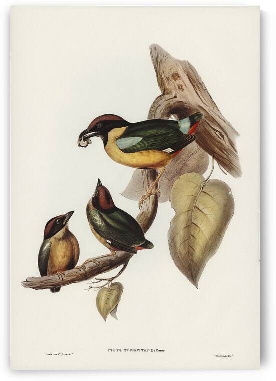 Noisy Pitta Pitta strepitans illustrated by Elizabeth Gould 1804–1841 for John Gould’s 1804-1881 Birds of Australia  by IStockHistory com