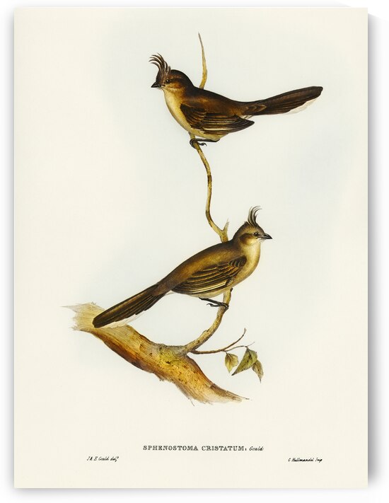 Crested Wedge-bill Sphenostoma cristata illustrated by Elizabeth Gould 1804–1841 for John Gould’s 1804-1881 Birds of Australia  by IStockHistory com