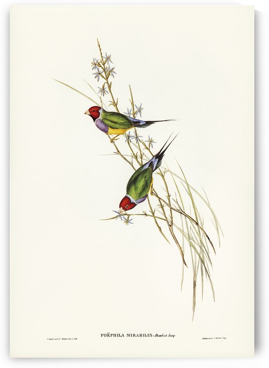 Beautiful Grass Finch Poephila mirabilis Homb&Jacq illustrated by Elizabeth Gould 1804–1841 for John Gould’s 1804-1881 Birds of Australia  by IStockHistory com