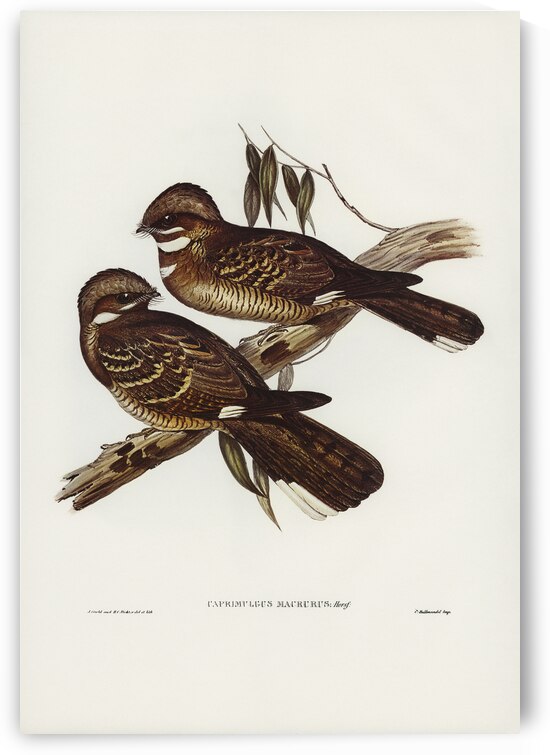 Large-tailed Goat-sucker Caprimulgus macrurus Horsf illustrated by Elizabeth Gould 1804–1841 for John Gould’s 1804-1881 Birds of Australia  by IStockHistory com