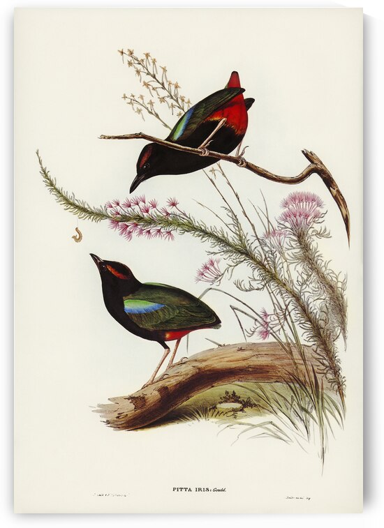 Rainbow Pitta Pitta Iris illustrated by Elizabeth Gould 1804–1841 for John Gould’s 1804-1881 Birds of Australia  by IStockHistory com