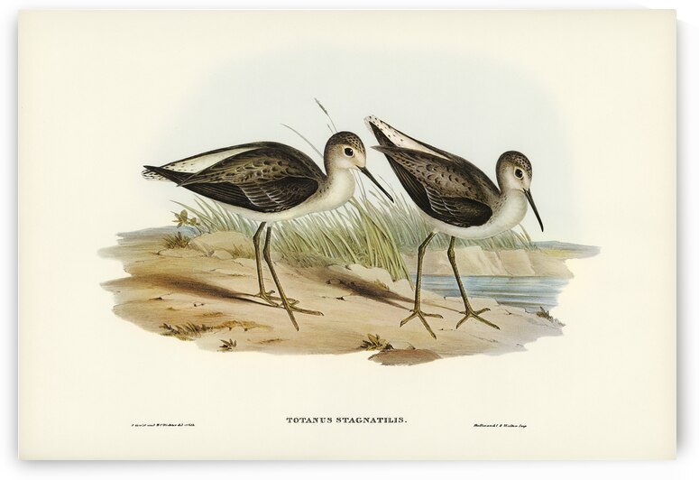 Marsh Sandpiper Totanus stagnatilis illustrated by Elizabeth Gould 1804–1841 for John Gould’s 1804-1881 Birds of Australia  by IStockHistory com