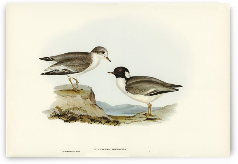 Hooded Dottrel Hiaticula monacha illustrated by Elizabeth Gould 1804–1841 for John Gould’s 1804-1881 Birds of Australia  by IStockHistory com