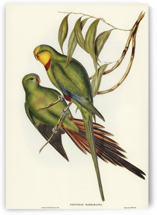 Black-tailed Parakeet Polytelis melanura illustrated by Elizabeth Gould 1804–1841 for John Gould’s 1804-1881 Birds of Australia  by IStockHistory com