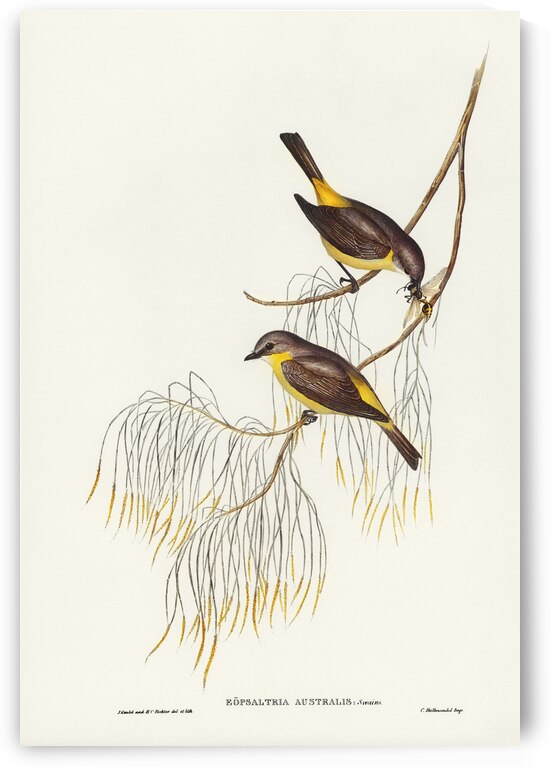 Yellow-breasted Robin Eopsaltria Australis illustrated by Elizabeth Gould 1804–1841 for John Gould’s 1804-1881 Birds of Australia  by IStockHistory com