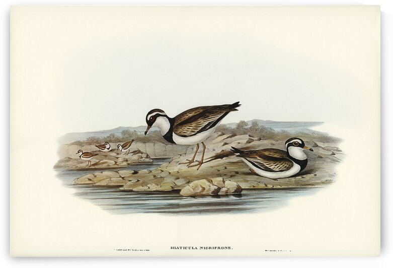 Black-fronted Dottrel Hiaticula nigrifrons illustrated by Elizabeth Gould 1804–1841 for John Gould’s 1804-1881 Birds of Australia  by IStockHistory com