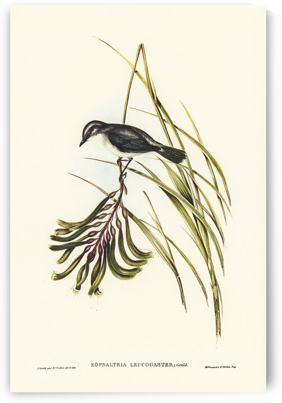 White-bellied Robin illustrated by Elizabeth Gould 1804–1841 for John Gould’s 1804-1881 Birds of Australia  by IStockHistory com