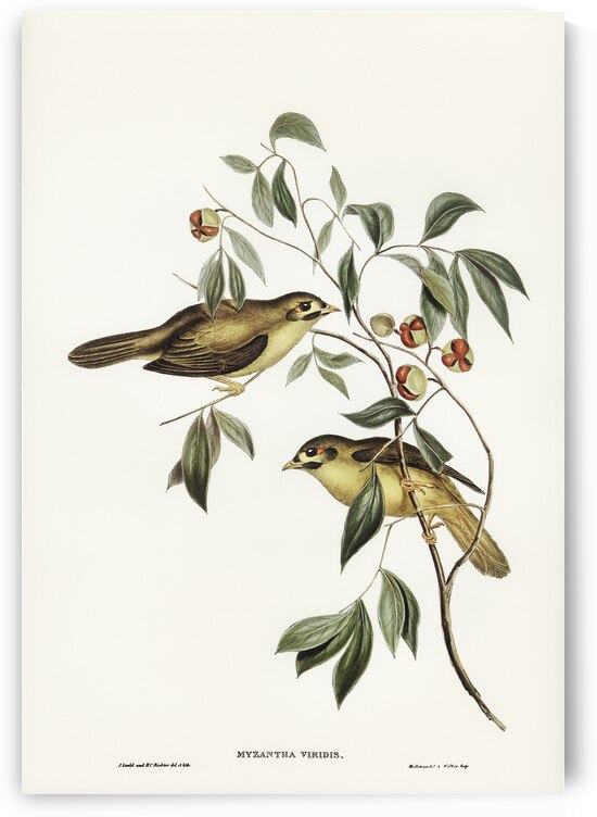 Australian Bell Bird Myzantha melanophrys illustrated by Elizabeth Gould 1804–1841 for John Gould’s 1804-1881 Birds of Australia  by IStockHistory com