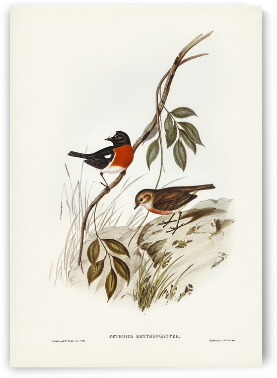 Norfolk Island Robin Petroica erythrogastra illustrated by Elizabeth Gould 1804–1841 for John Gould’s 1804-1881 Birds of Australia  by IStockHistory com
