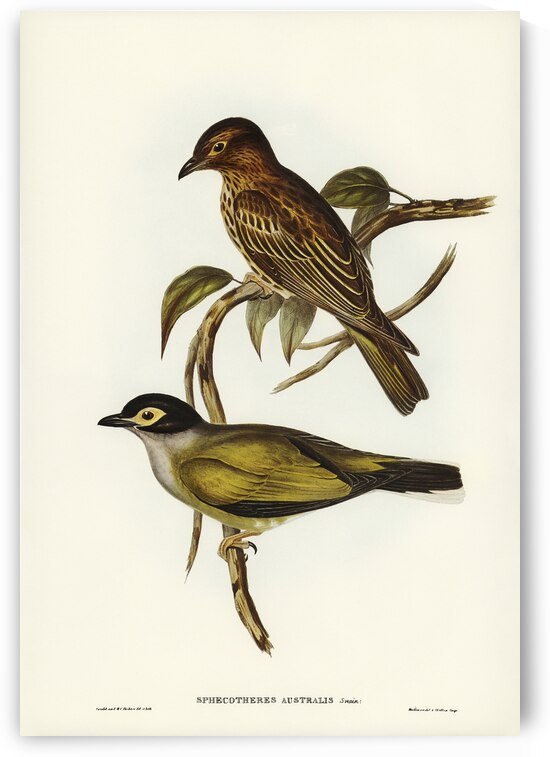 Australian Sphecotheres Sphecotheres Australis illustrated by Elizabeth Gould 1804–1841 for John Gould’s 1804-1881 Birds of Australia  by IStockHistory com