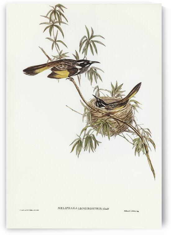 Long-billed Honey-eater Meliphaga longirostris illustrated by Elizabeth Gould 1804–1841 for John Gould’s 1804-1881 Birds of Australia  by IStockHistory com