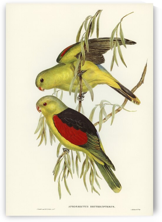 Red-winged Lory Aprosmictus erythropterus illustrated by Elizabeth Gould 1804–1841 for John Gould’s 1804-1881 Birds of Australia  by IStockHistory com