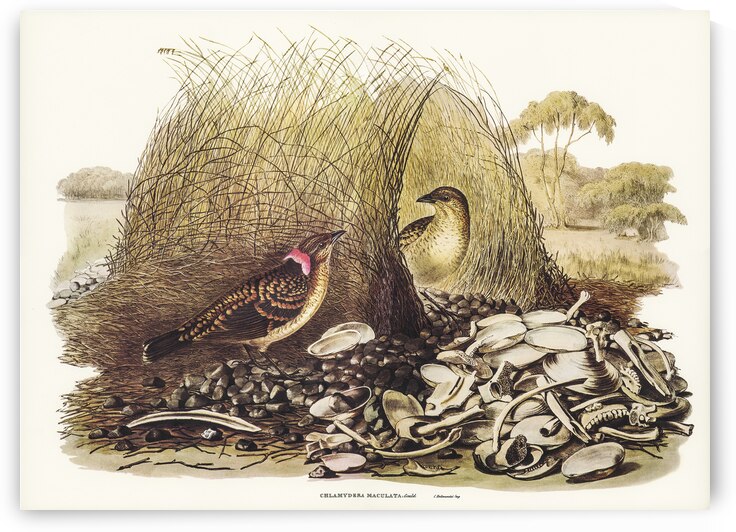 Spotted Bower Bird Chlamydera maculata illustrated by Elizabeth Gould 1804–1841 for John Gould’s 1804-1881 Birds of Australia  by IStockHistory com