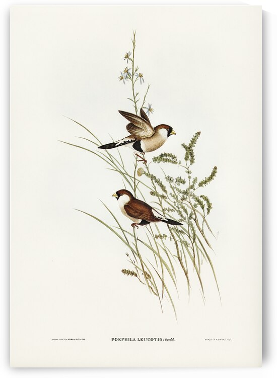 Sparkling Hemipode Hemipodius scintillans illustrated by Elizabeth Gould 1804–1841 for John Gould’s 1804-1881 Birds of Australia  by IStockHistory com