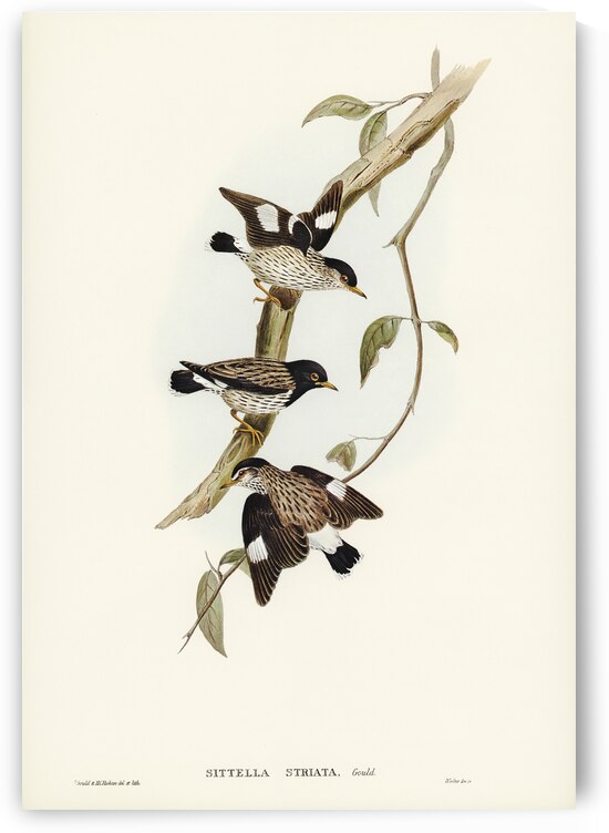 Striated Sittella Sittella striata illustrated by Elizabeth Gould 1804–1841 for John Gould’s 1804-1881 Birds of Australia  by IStockHistory com