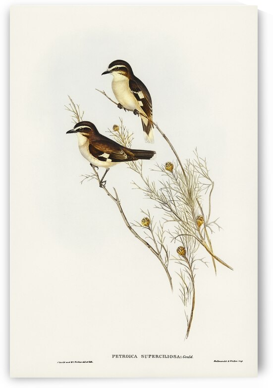 White-eyebrowed Robin Petroica superciliosa illustrated by Elizabeth Gould 1804–1841 for John Gould’s 1804-1881 Birds of Australia  by IStockHistory com