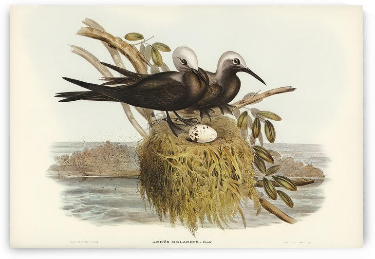 Lesser Noddy Anous melanops illustrated by Elizabeth Gould 1804–1841 for John Gould’s 1804-1881 Birds of Australia  by IStockHistory com
