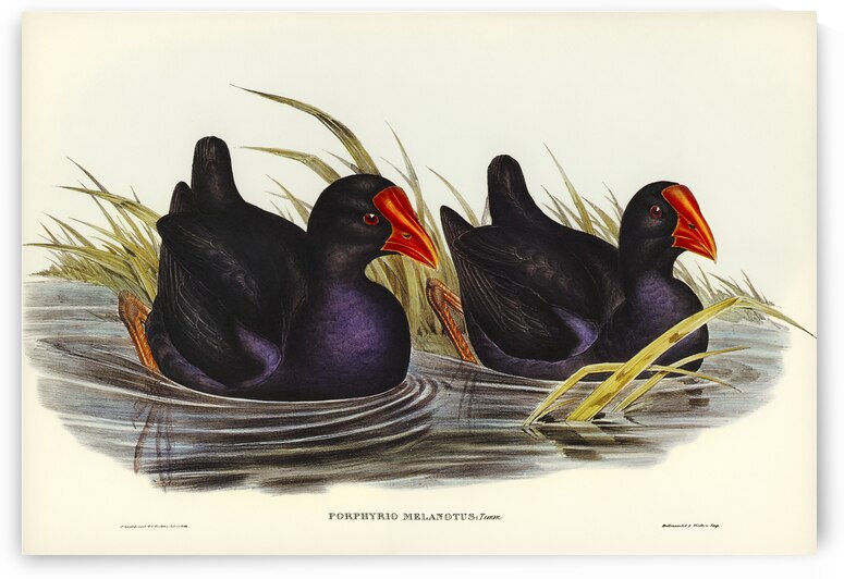 Variegated Shoveller Spatula Variegata illustrated by Elizabeth Gould 1804–1841 for John Gould’s 1804-1881 Birds of Australia  by IStockHistory com