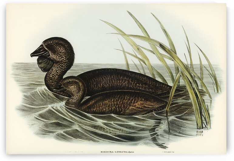 Musk Duck Biziura lobata illustrated by Elizabeth Gould 1804–1841 for John Gould’s 1804-1881 Birds of Australia  by IStockHistory com