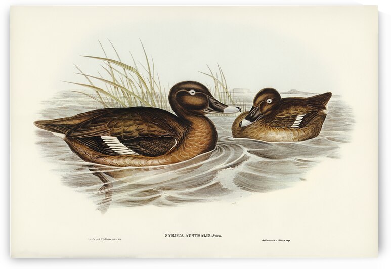 White-eyed Duck Nyroca Australis illustrated by Elizabeth Gould 1804–1841 for John Gould’s 1804-1881 Birds of Australia  by IStockHistory com